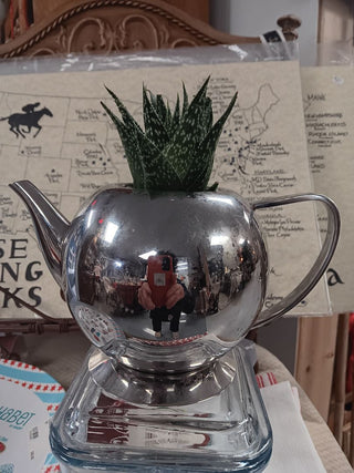 Teapot w Succulant