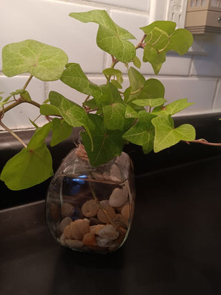 Ivy Sprouts Can not Be Shipped