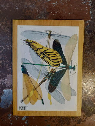 1890s Art Nouveau Plate 9: Damsefly, dragonflies by  E.A. Seguy, Antique Natural History Insect Entomology illustration art print on Douglas fir  - wall hanging