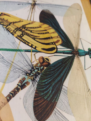 1890s Art Nouveau Plate 9: Damsefly, dragonflies by  E.A. Seguy, Antique Natural History Insect Entomology illustration art print on Douglas fir  - wall hanging