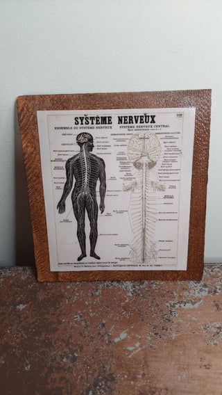 “The nervous system” (Le système nerveux Bibliothèque Numérique de l'Université d'Artois) France, Vintage Natural History Educational Anatomical drawing, print on Douglas fir wood - wall hanging