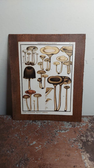 1783 “Agaric Cyathiforme Mushroom - Champignon De La France”  Herbarium of France by Pierre Bulliard, Antique Natural History botany science drawing, print on Douglas fir wood - wall hanging