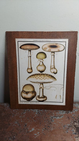 1783 “Agaricus bulbosus Mushroom - Champignon De La France”  Herbarium of France by Pierre Bulliard, Antique Natural History botany science drawing, print on Douglas fir wood - wall hanging
