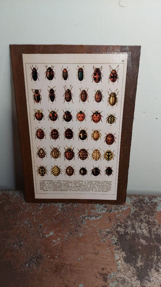 1916 “Ladybirds” (ladybugs in USA) Calwer’s Beetle Book; Introduction to the Knowledge of the Beetles of Europe” by Carl Gustav Calwer,  Antique Natural History Entomology science drawing, print on Douglas fir wood - wall hanging