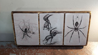 Arachnid Spider Natural History Collection. Antique illustration Artisan Wood Block Print (As-Is)