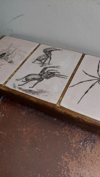 Arachnid Spider Natural History Collection. Antique illustration Artisan Wood Block Print (As-Is)