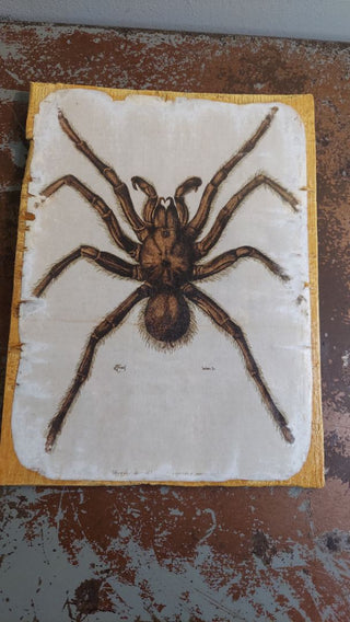 1866 TARANTULA SPIDER. Mygale de Leblond (Goliath birdeater) Antique illustration Artisan Wood Block Print (As-Is)