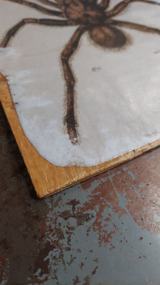 1866 TARANTULA SPIDER. Mygale de Leblond (Goliath birdeater) Antique illustration Artisan Wood Block Print (As-Is)