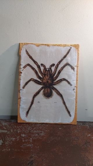 1866 TARANTULA SPIDER. Mygale de Leblond (Goliath birdeater) Antique illustration Artisan Wood Block Print (As-Is)