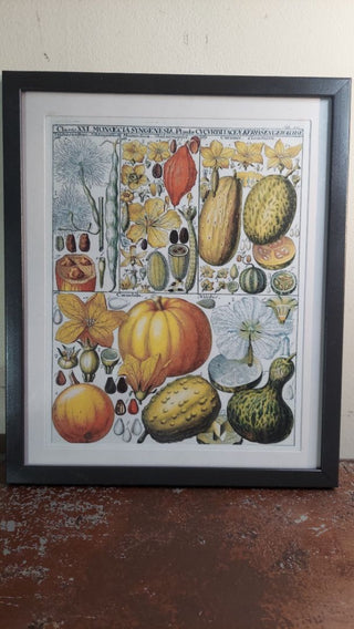 1795 Pumpkin Cucumber Botanical Chart: Linnaean Plant Classification by Johannes Gessner - Framed Print