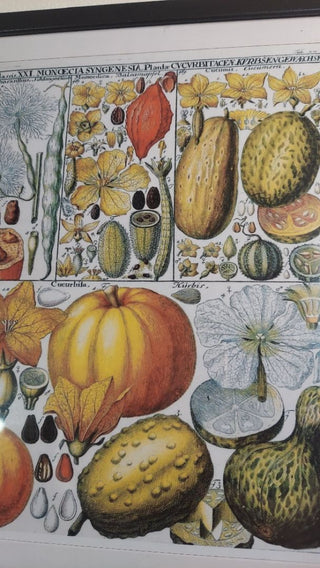 1795 Pumpkin Cucumber Botanical Chart: Linnaean Plant Classification by Johannes Gessner - Framed Print