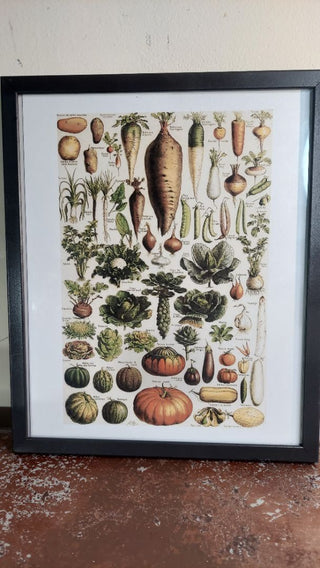 1897 "Légumes et Plantes Potagères" (Vegetables and Garden Plants) from the "Nouveau Larousse Illustré" by Adolphe Millot - Framed Print