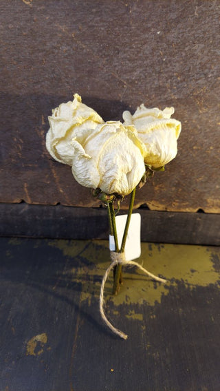 Real Flower - Sealed Dried Rose Bundle of Three