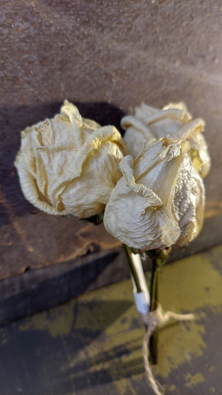 Real Flower - Sealed Dried Rose Bundle of Three
