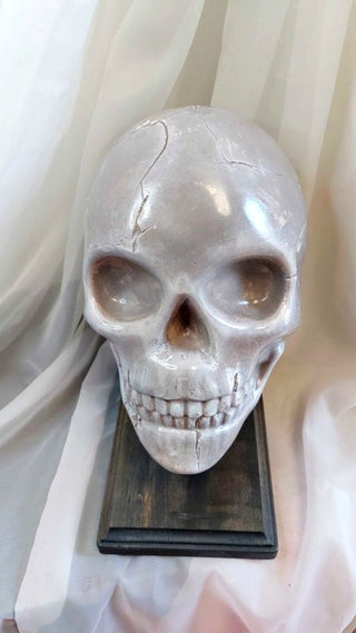 Artist Original - large skull table display, pedestal base, life size plaster sculpture FIRM