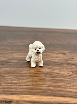 Bichon Frise