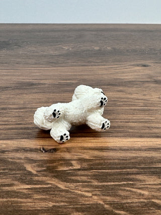 Bichon Frise