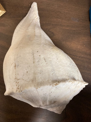 Beautiful whelk knob shell