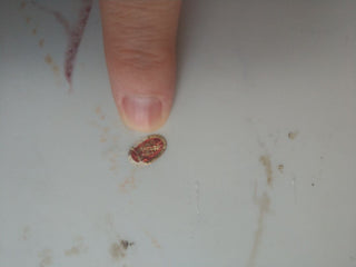 Vintage Japan Blue and White Birds Floral  Ceramic Baking Dish