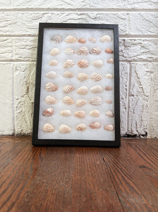 Small Seashell Display Box