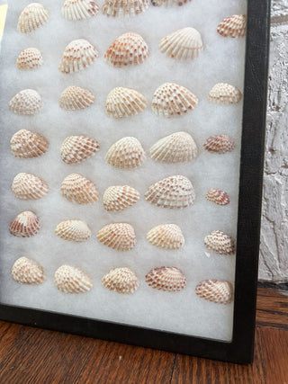 Small Seashell Display Box