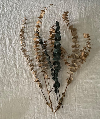 Dried eucalyptus bundle 20”