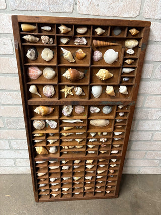 Sea Shell Collection in Printers Drawer