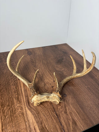 Deer Antlers w Skull Cap