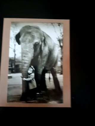 Elephant Trunk Hug