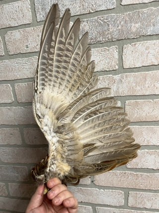 Pheasant wing