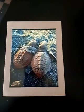 Turtle Love