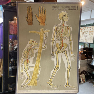 1960 Czech Evolution School Poster 27x38