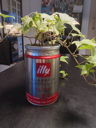 illy Coffee w Live Ivy