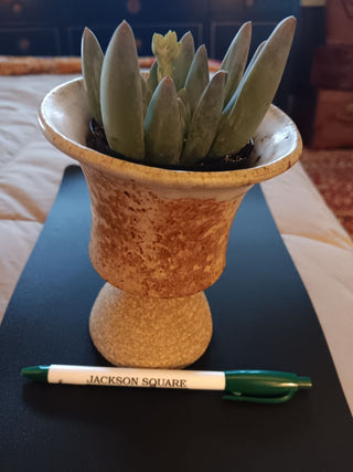 Pottery Urn w Live Succulant