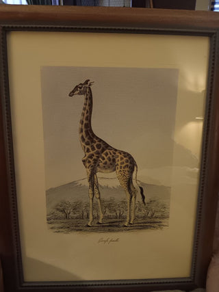 Giraffe Art Print   (Italy Artwork)