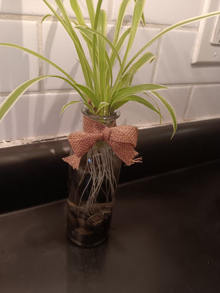 Spider Sprouts Can Not Be Shipped