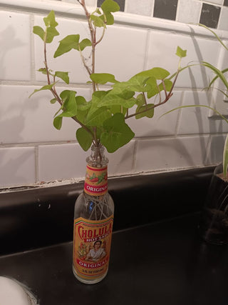 Cholula(Ivy Sprouts) Can Not Be Shipped