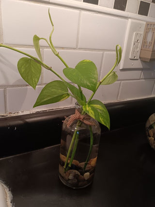 Philo Sprouts Can Not Be Shipped