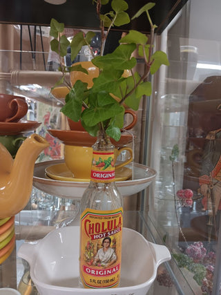 Cholula Sprouts Live