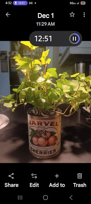 Live Ivy /Marvel Cherries Can