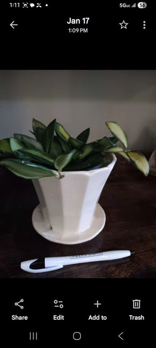 Sweet Live Plant in Vintage Pot