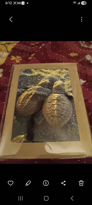 Turtle Hug