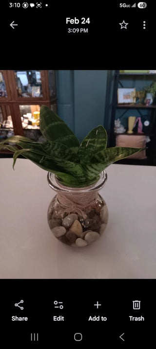 Sprouted Snake Plant