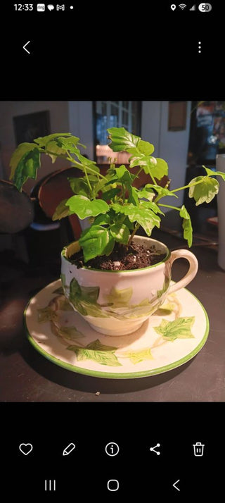 Live Ivy in Cup