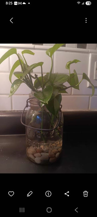 Live Pothos in SealtestJar