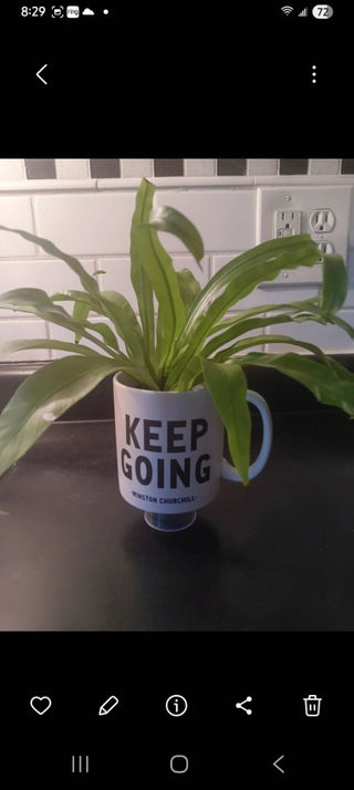 Live Birds Nest Fern in Mug