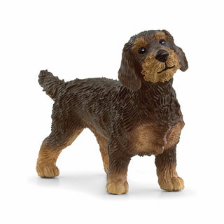 Wire-Haired Dachshund Price is Firm