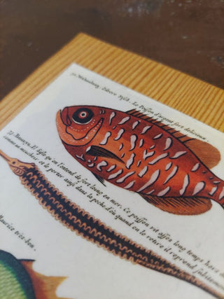 M. 1719 “Book of Fantastical Fish” by Louis Renard - Antique Natural History Fish Marine illustration Art painting print on Douglas fir