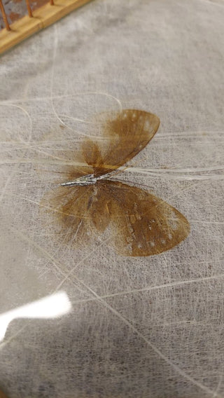 Bamboo Butterfly and Fern Leaf Pressed Serving Tray by HIMARK