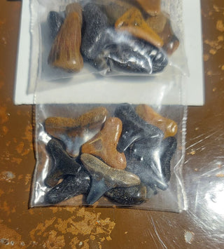 Bag of 10 Polished fossilized shark teeth - FIRM - Price is Firm
